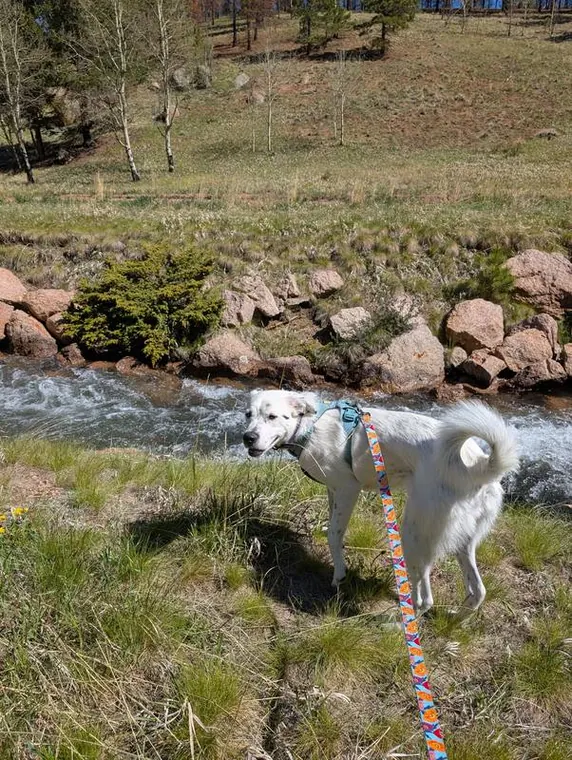 Great Pyrenees mix by the river
