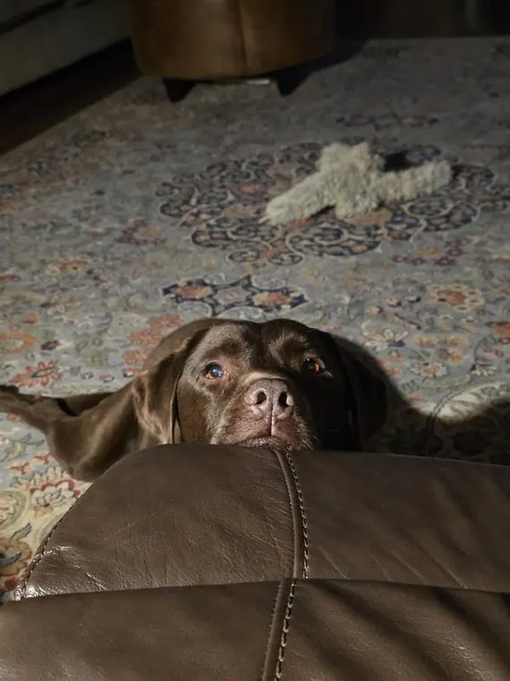 Chocolate Labrador napping