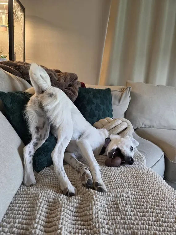 Spotted pup on sofa