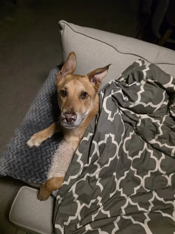 Golden mix on couch