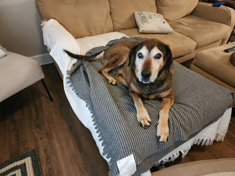 Senior dog on ottoman
