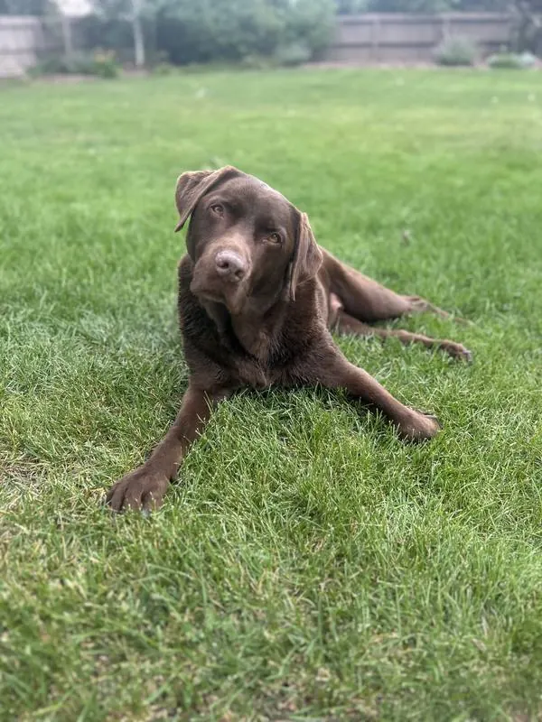 Chocolate lab relaxing in the backyard