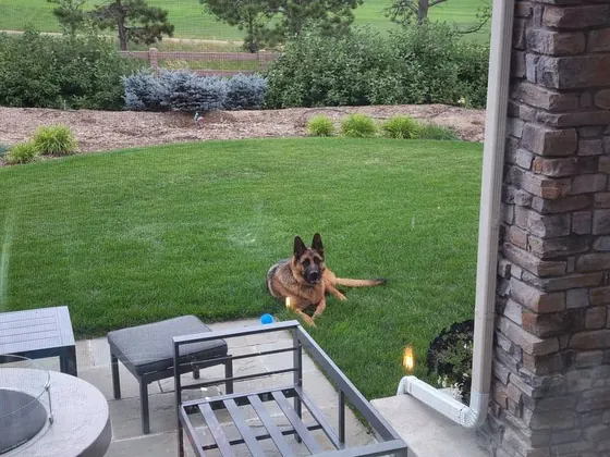 German Shepherd on a pet-sitting visit