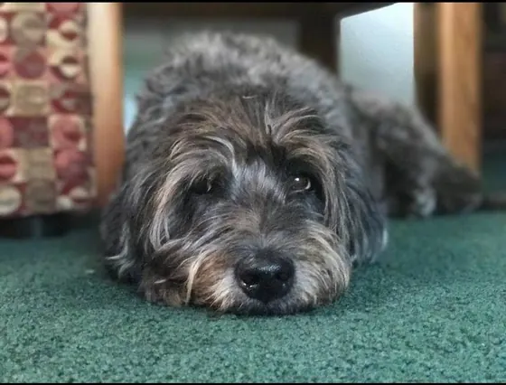 Scruffy doodle during a drop-in visit