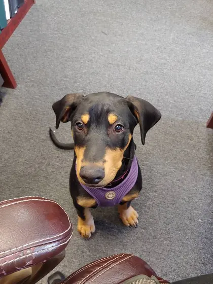 Miniature Pinscher puppy